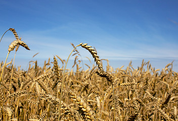 Image showing Harvest-2012. Wheat field background.