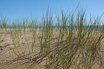 Image showing Dune vegetation