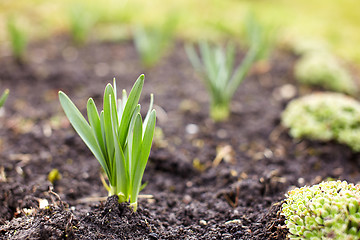 Image showing Spreing plants