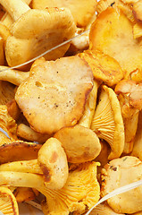 Image showing Chanterelles Background