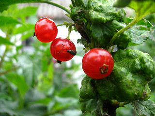 Image showing The small bug on a berry