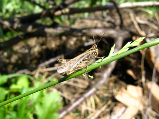 Image showing Grey grasshopper