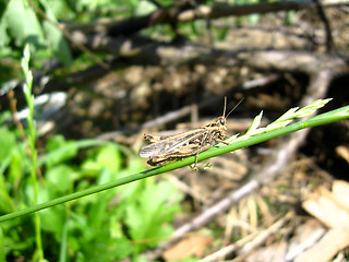 Image showing Grey grasshopper