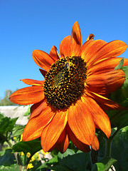 Image showing sunflower on the blue sky background