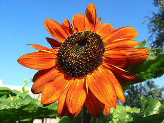 Image showing sunflower on the blue sky background