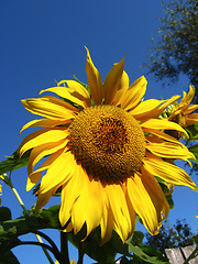 Image showing beautiful yellow  sunflower