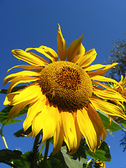 Image showing beautiful yellow  sunflower