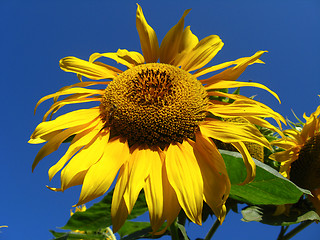 Image showing beautiful yellow  sunflower