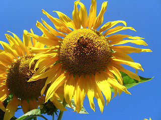 Image showing beautiful yellow  sunflower