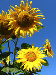 Image showing beautiful yellow  sunflower