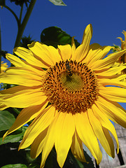 Image showing The yellow fly on a sunflower