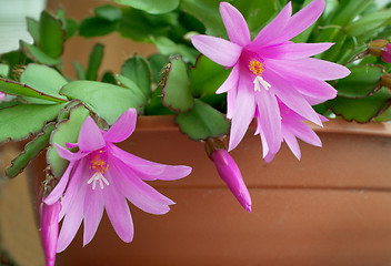 Image showing Beautiful flower of the cactus