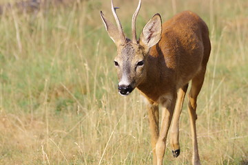 Image showing roe deer buck approaching