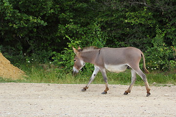 Image showing donkey on the road