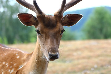 Image showing fallow deer male