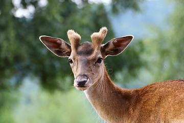 Image showing fallow deer stag