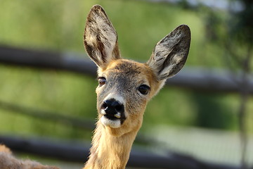 Image showing portrait of a roe deer