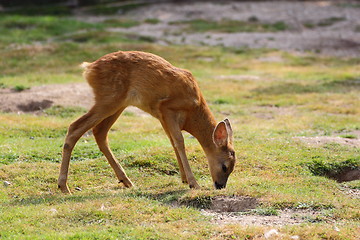 Image showing roe deer calf