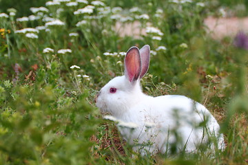 Image showing white rabbit