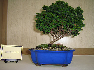 Image showing Bonsai Tree