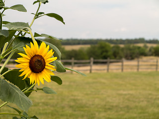 Image showing Single sunflower with fence and meadow in background