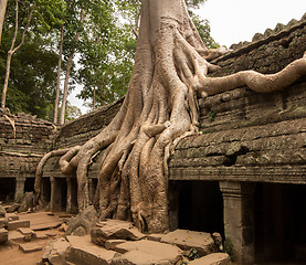 Image showing Ta Prohm Temple in Angkor Thom Cambodia