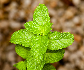 Image showing Mint leaves on herb plant in macro