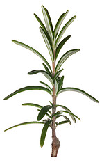 Image showing Macro rosemary herb isolated against white