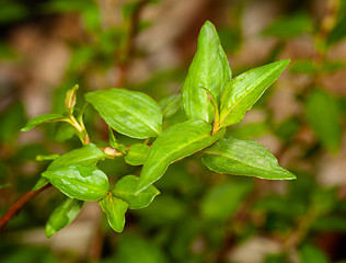 Image showing Macro Vietnamese Coriander herb plant