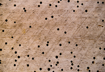 Image showing Worm eaten wood