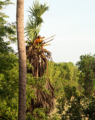 Image showing Buddhist monk climbing palm tree