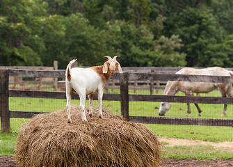 Image showing White goat on straw bale in farm field