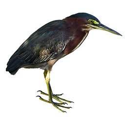 Image showing Green Heron isolated on white