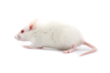 Image showing white rat