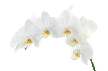 Image showing  orchids