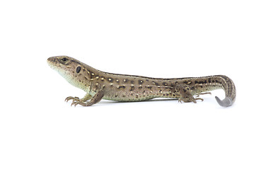 Image showing  lizard