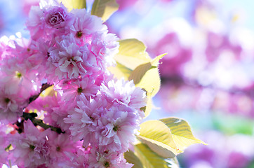 Image showing  cherry flowers    