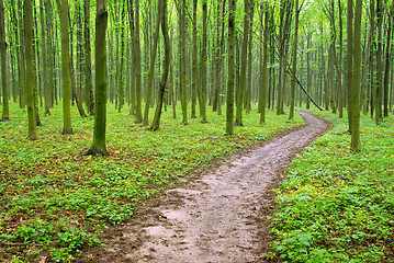 Image showing green forest