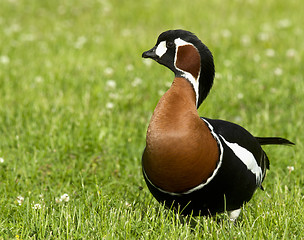 Image showing Red-breasted goose 