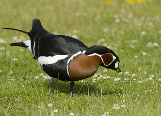 Image showing Red-breasted goose 