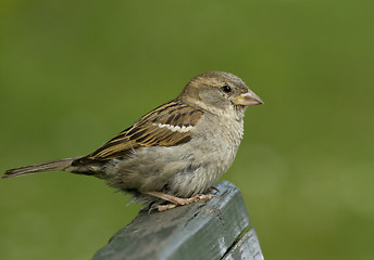 Image showing House sparrow