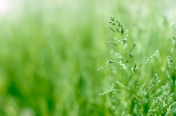 Image showing  green grass 