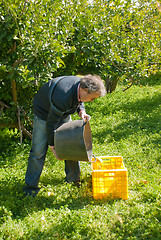 Image showing Harvest worker