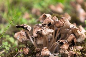 Image showing Fresh mushrooms closeup in the forest