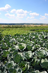 Image showing Cabbage fields