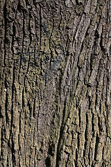 Image showing Oak bark texture