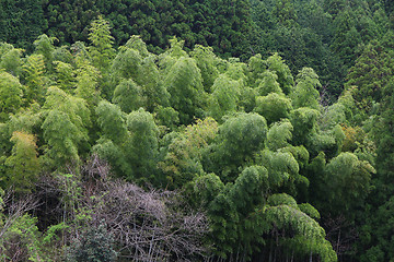 Image showing Bamboo grove