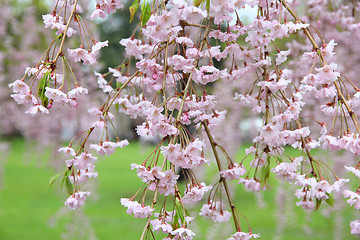 Image showing Weeping cherry