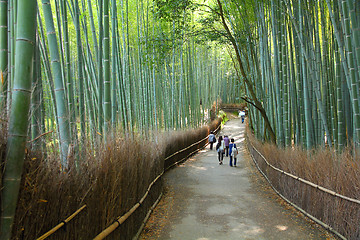 Image showing Bamboo grove in Japan
