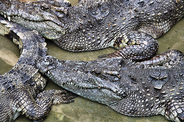 Image showing Siamese crocodile